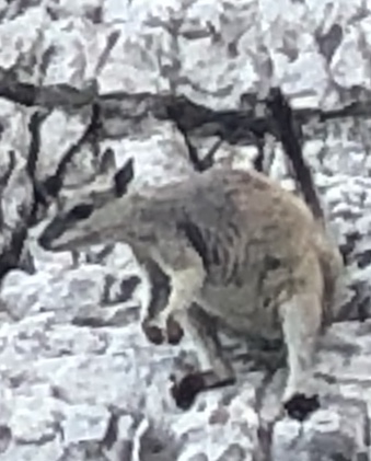 2020-08-13 Lake Argyle rock wallaby