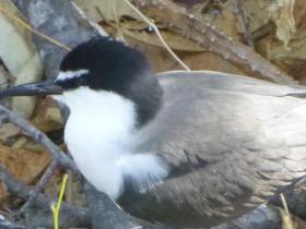 2020-11-14  Juvenile Masked Tern on Low Island