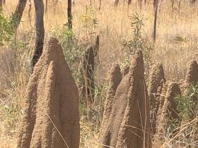 2020-08-16  Termite mounds by Stuart Highway, NT